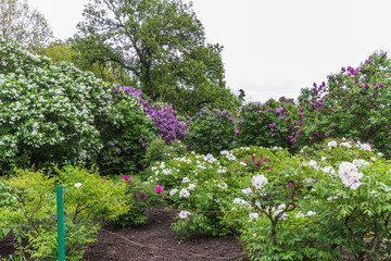 Wall Mural - flowers in the garden