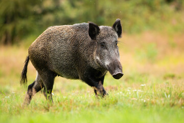 Wall Mural - adult female of wild boar, sus scrofa, running alone on the forest clearing. wet swine with long tai