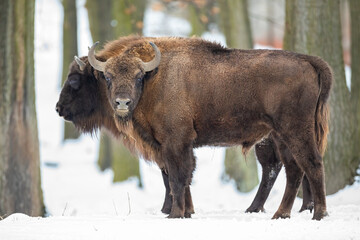 Wall Mural - Pair of european bison, bison bonasus, grazing in wilderness in wintertime. Two wild bulls standing in the forest in snow. Big animals with brown fur and curved horns in nature.