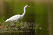 Adult great egret, ardea alba, hunting in the lake with one leg up on sunny day. Heron with white feather wading through fishpond. Natural behaviour of large bird in water ecosystem with copy space.