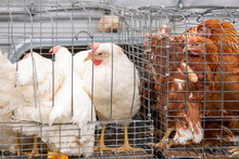 Chicken In Cage
