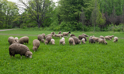 Sticker - flock of sheep grazing in the spring