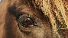 Eye Close View: Brown Horse Looking At You Dolly In