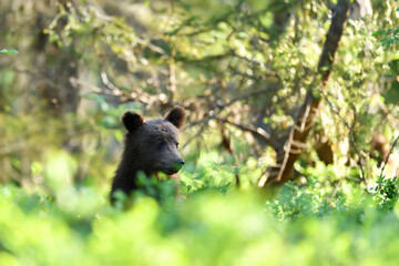 Wall Mural - bear cub in the forest at sunny summer