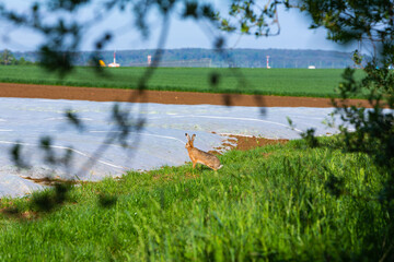 Wall Mural - brown hare watching for mate