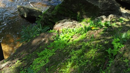 Wall Mural - green fern detail nature in the rain forest with moss on the rock