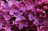 Fototapeta Kwiaty - Lilac flowers