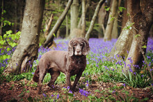 A Brown Working Cocker Spaniel Stood Among Wild Bluebells In Woodland