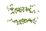 Fototapeta Sawanna - Ivy plant branch cartoon vector illustration. Climbing vine.	