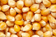 micro Close-Up of organic yellow corn seed or maize (Zea mays) Full-Frame Background. Top View