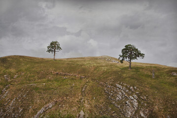 Two trees in the mountains opposite each other 