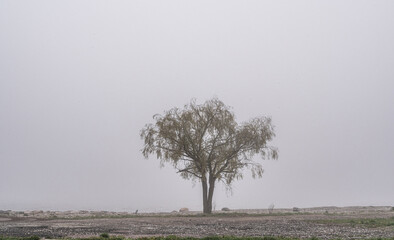 Wall Mural - tree in the fog