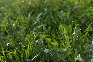 green grass background