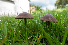 A Couple Of Brown Mushrooms Growing In A Lawn In A Garden.