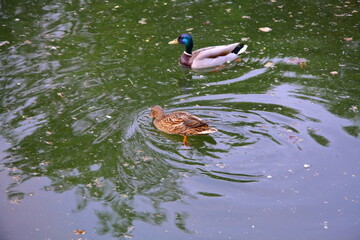 Beautiful wild ducks in the park by the reservoir.