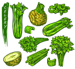 Wall Mural - Celery sketch in color. Vector vegetable plant, vegetarian salad ingredient. Hand drawn celery root and stalk elements, herbal condiments, flavoring and spices, outline illustration design