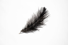 Ostrich Black Feather Close Up On A White Background, Top View.