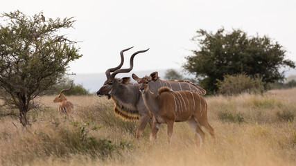 Wall Mural - Kudu pair- male and female