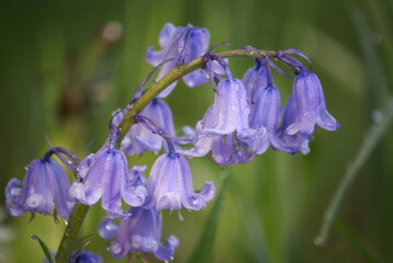 Common bluebells (Hyacinthoides non-scripta), also known as English bluebells, wood bells, fairy flowers, wood hyacinth and wild hyacinth, covered in dew or rain droplets in the morning