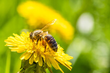 Honey Bee Covered With Yellow Pollen Collecting Nectar From Dandelion Flower. Environment Ecology Sustainability. Copy Space