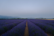 Scenic View Of Lavender Field Against Sky