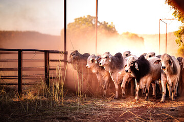 the bulls in the yards on a remote cattle station in northern territory in australia at sunrise.