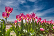 Close up rose blooming tulips in a field against background blue sky with veil clouds