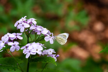 Close Up View Of A White Butterfly (Aporia Crataegi) On A Pink Soapwort (Saponaria) Flowers And Feeds On Nectar With A Proboscis