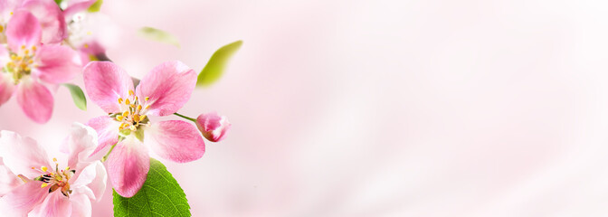 Sticker - Spring pink apple blossoms on pink blurred nature background. Spring banner, border with copy space.