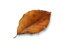 A Dried, Dry Autumn Beech Tree Leaf Isolated On A White Background.