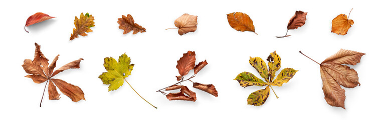 Wall Mural - a collection of dried, dry autumn tree leaves isolated on a white background for autumn thanksgiving
