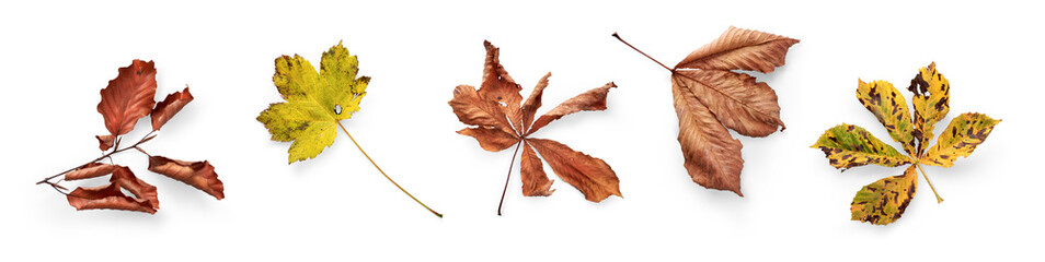 Wall Mural - a collection of dried, dry autumn tree leaves isolated on a white background for autumn thanksgiving