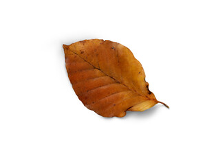 Wall Mural - a dried, dry autumn beech tree leaf isolated on a white background.