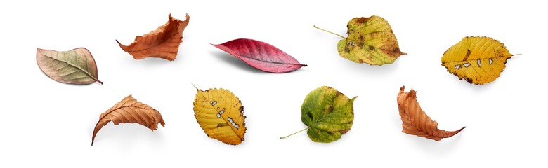 Wall Mural - a collection of dried, dry autumn tree leaves isolated on a white background for autumn thanksgiving