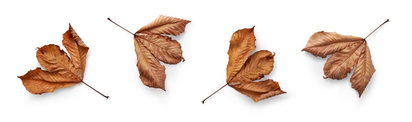 Wall Mural - a collection of dried, dry autumn tree leaves isolated on a white background for autumn designs. hig