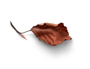 Wall Mural - a dried, dry autumn tree leaf isolated on a white background.