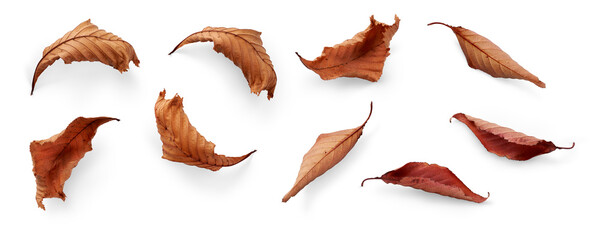 Wall Mural - a collection of dried, dry autumn tree leaves isolated on a white background for autumn designs. hig