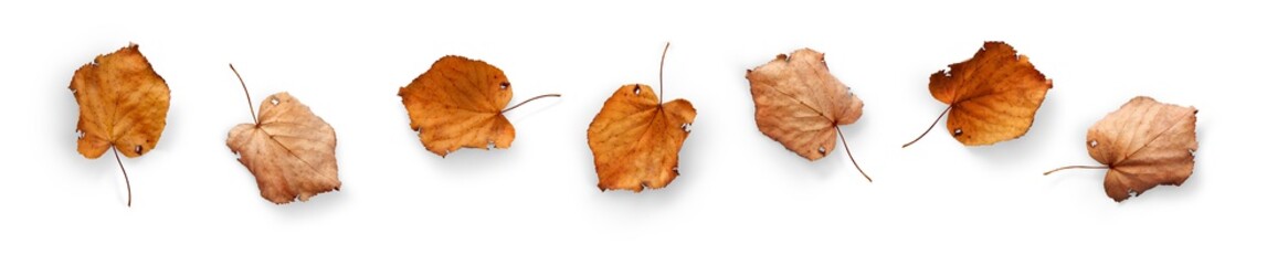 Wall Mural - a collection of dried, dry autumn tree leaves isolated against a white background. high resolution.