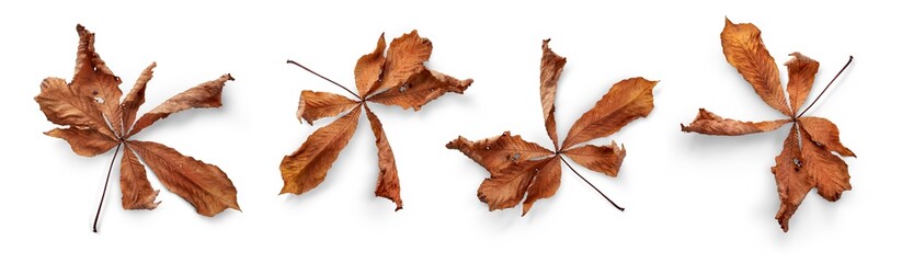 Wall Mural - a collection of dry, dried autumn horse chestnut tree leaves isolated against a white background. hi