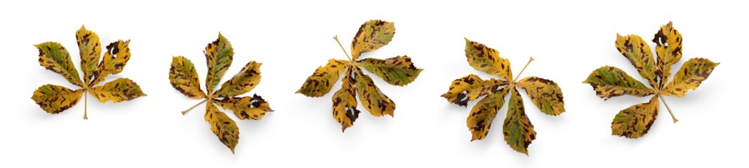 Wall Mural - a collection of dry autumn horse chestnut tree leaves isolated against a white background. high reso