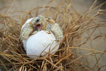 Africa spurred tortoise being born, Tortoise Hatching from Egg, Cute portrait of baby tortoise hatching, Birth of new life,Natural Habitat