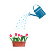 Vector blue watering can isolated on a white background. Gardening tools. Tulip are watered from a watering can.