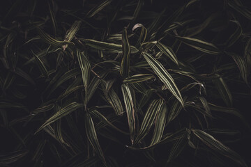 Poster - Closeup shot of a plant leaves on abstract dark green textured background