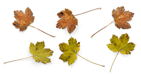 Wall Mural - a collection of dry autumn sycamore tree leaves isolated against a white background. high resolution