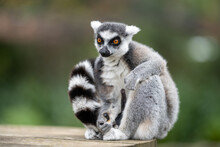 Portraits Of Lemurs For Madagascar