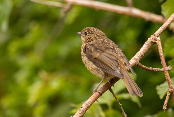 Baby Robin waiting to be fed