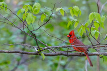 Northern Cardinal (Cardinalis Cardinalis) Perched On A Tree Branch During Spring. Selective Focus, Background Blur And Foreground Blur.
