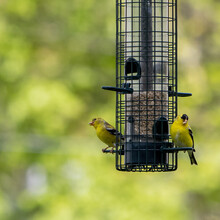 American Goldfinches Sharing A Meal At Backyard Feeder