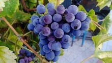 Close-up Of Grapes Growing In Vineyard