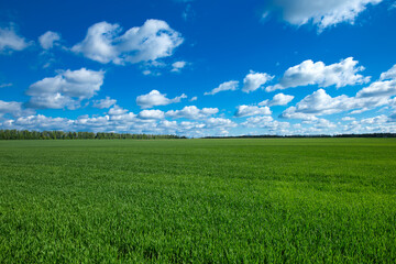 Fotomurales - green grass field with bule sky and white clouds. Meadow and white clouds